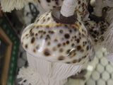 2 very large Spotted Tiger Cowry Seashell Tassels Curtain Drapes Holdbacks Oceanic Art, South Pacific Home Decor Accent, Handcrafted Unique perfect for Designer Decorator Shell Collector Beach Lover Pool Cabana Look hand crafted & Unique
