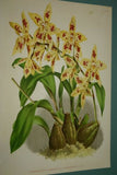 Lindenia Limited Edition Print: Odontoglossum x Del Tecto L Lind (White and Magenta) Orchid Collector Art (B4)