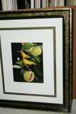 Professionally Triple Matted & in Hand-painted Frame 22" x 19" Rare Authentic Limited Edition 1960 Descourtilz Plate of Tropical Jamaica Oriole or Carouge Jamacaii Bird from Brazil. DES7
