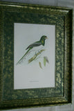 UNIQUE 28"X23" 1955 GOULD TROGON GIGAS BIRD FOLIO LITHOGRAPH FRAMED IN SIGNED ARTIST HAND PAINTED FRAME WITH 2 MATS ALSO HAND PAINTED TO ENHANCE THE ART GORGEOUS DFPN83C