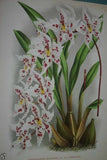 Lindenia Limited Edition Print: Odontoglossum Alexandrae Var Cutsemianum (White with Speckled Fushia) Orchid Collector Art (B1)