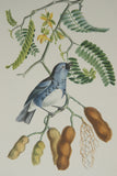 VERY RARE 1960 Rare Descourtilz Limited Edition Original Folio Lithograph Brazilian Bird Plate 25 Brazilian Turquoise Tanager (Tangara Diable-Enrhume)