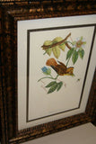 VERY RARE Professionally 2x Matted & in Hand-painted Frame 24" x 19" Rare Authentic Limited Edition 1960 Descourtilz Folio of Swainson's Royal Flycatcher or Platyrhynque Couronne Bird Plate 59 from Brazil (DES3)