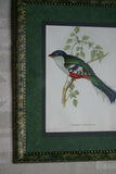 UNIQUE 23"X18.5" 1955 GOULD TROGON TEMNUTUS BIRD FOLIO LITHOGRAPH FRAMED IN SIGNED ARTIST HAND PAINTED FRAME WITH 2 MATS, 1 MAT ALSO HAND PAINTED TO ENHANCE THE ART DFPN83