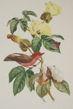 VERY RARE 1960 Rare Descourtilz Limited Edition Original Folio Lithograph Brazilian Bird Plate 31 Scarlet Flycatcher or Moucherolle Rubin