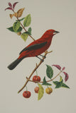 VERY RARE 1960 Rare Descourtilz Limited Edition Original Folio Lithograph Brazilian Bird Plate 33 Brazilian Tanager or Ramphocele Scarlatte