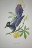 Professionally 4x Mats in Hand painted Frame 22" X 17 ½”  VERY RARE Authentic Limited Edition 1960 Descourtilz Folio Tropical Curly Blue Jay or Pie Acahe Bird Plate 39 Brazil (DES16)