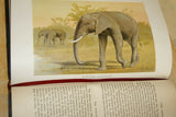 SOLD Very Rare Antique Book from the Library of Natural History by Richard Lydekker from 1901: "The Ungulates, Ruminants & More" (Leather Bound with Gold Leaf Edges) Mammals RIVERSIDE PUBLISHING COMPANY, 1901 CHICAGO, no foxing