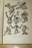 SOLD Very Rare Antique Book from the Library of Natural History by Richard Lydekker from 1901: "Mammals, Apes, Monkeys & Bats" (Leather Bound with Gold Leaf Edges) no foxing RIVERSIDE PUBLISHING COMPANY, 1901 CHICAGO