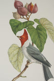 VERY RARE 1960 Pair Of Rare Descourtilz Limited Edition Original Folio Lithographs Brazilian Birds Plate 41 Crested Cardinal (Fringille Paroare) & Plate 25 Brazilian Turquoise Tanager (Tangara Diable-Enrhume)