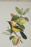 VERY RARE 1960 Rare Descourtilz Limited Edition Original Folio Lithograph, choice between Brazilian Scarlet Flycatcher (Moucherolle Rubin) and Jamaica Oriole (Carouge Jamacaii) Bird Plate 31 or 45