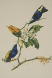 VERY RARE 1960 Rare Descourtilz Limited Edition Original Folio Lithograph Brazilian Bird Plate 47 Blue Honey Creeper or Guit-Guit Aux Ailes Variees