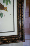 VERY RARE Professionally 2x Matted & in Hand-painted Frame 24" x 19" Rare Authentic Limited Edition 1960 Descourtilz Folio of Swainson's Royal Flycatcher or Platyrhynque Couronne Bird Plate 59 from Brazil (DES3)