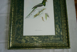 UNIQUE 28"X23" 1955 GOULD TROGON GIGAS BIRD FOLIO LITHOGRAPH FRAMED IN SIGNED ARTIST HAND PAINTED FRAME WITH 2 MATS ALSO HAND PAINTED TO ENHANCE THE ART GORGEOUS DFPN83C