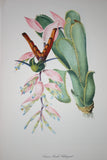 Professionally Triple Matted & Framed in Hand-painted Frame 26”x 19” VERY RARE Authentic Limited Edition 1960 Descourtilz Folio of Tropical Sappho Comet Hummingbird or Oiseau-Mouche Chatoyant Bird Plate 55 from Brazil (DES11)