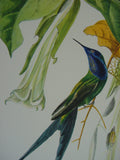 VERY RARE 1960 Rare Descourtilz Limited Edition Original Folio Lithograph Brazilian Bird Plate 57 Brazilian Swallow-Tail Hummingbird or Oiseau-Mouche Hirondelle & Datura