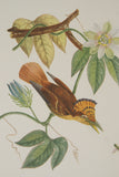 VERY RARE 1960 Rare Descourtilz Limited Edition Original Folio Lithograph Brazilian Bird Plate 59 Swainson's Royal Flycatcher or Platyrhynque Couronne
