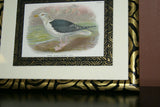 ANTIQUE AUTHENTIC 1897 19C SIGNED FRAMED LITHOGRAPH LLOYD'S NATURAL HISTORY BY BOWDLER SHARPE EDWARD SEAGULL TRIPLE MATTED & FRAMED WALL DÉCOR: FRAME AND MATS HAND PAINTED & SIGNED BY ARTIST