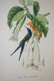 VERY RARE 1960 Rare Descourtilz Limited Edition Original Folio Lithograph Brazilian Bird Plate 57 Brazilian Swallow-Tail Hummingbird or Oiseau-Mouche Hirondelle & Datura