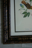 VERY RARE Professionally 2x Matted & in Hand-painted Frame 24" x 19" Rare Authentic Limited Edition 1960 Descourtilz Folio of Swainson's Royal Flycatcher or Platyrhynque Couronne Bird Plate 59 from Brazil (DES3)