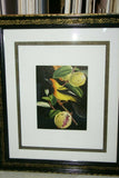 Professionally Triple Matted & in Hand-painted Frame 22" x 19" Rare Authentic Limited Edition 1960 Descourtilz Plate of Tropical Jamaica Oriole or Carouge Jamacaii Bird from Brazil. DES7