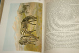 SOLD Very Rare Antique Book from the Library of Natural History by Richard Lydekker from 1901: "The Ungulates, Ruminants & More" (Leather Bound with Gold Leaf Edges) Mammals RIVERSIDE PUBLISHING COMPANY, 1901 CHICAGO, no foxing