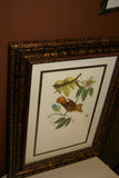 VERY RARE Professionally 2x Matted & in Hand-painted Frame 24" x 19" Rare Authentic Limited Edition 1960 Descourtilz Folio of Swainson's Royal Flycatcher or Platyrhynque Couronne Bird Plate 59 from Brazil (DES3)