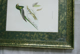 UNIQUE 28"X23" 1955 GOULD TROGON GIGAS BIRD FOLIO LITHOGRAPH FRAMED IN SIGNED ARTIST HAND PAINTED FRAME WITH 2 MATS ALSO HAND PAINTED TO ENHANCE THE ART GORGEOUS DFPN83C