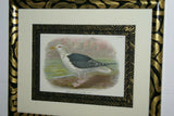 ANTIQUE AUTHENTIC 1897 19C SIGNED FRAMED LITHOGRAPH LLOYD'S NATURAL HISTORY BY BOWDLER SHARPE EDWARD SEAGULL TRIPLE MATTED & FRAMED WALL DÉCOR: FRAME AND MATS HAND PAINTED & SIGNED BY ARTIST