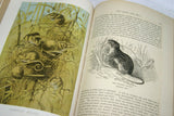 SOLD VERY RARE Antique Book from the Library of Natural History by Richard Lydekker from 1901: " Mammals" WHALES  SLOTHS PANGOLINS KOALAS KANGAROOS (Leather Bound with Gold Leaf Edges) RIVERSIDE PUBLISHING COMPANY, 1901 CHICAGO