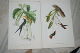 VERY RARE 1960 Rare Descourtilz Limited Edition Original Folio Lithograph Brazilian Bird Plate 57 Brazilian Swallow-Tail Hummingbird or Oiseau-Mouche Hirondelle & Datura