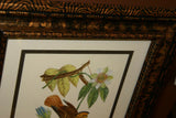 VERY RARE Professionally 2x Matted & in Hand-painted Frame 24" x 19" Rare Authentic Limited Edition 1960 Descourtilz Folio of Swainson's Royal Flycatcher or Platyrhynque Couronne Bird Plate 59 from Brazil (DES3)