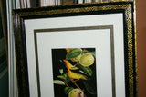 Professionally Triple Matted & in Hand-painted Frame 22" x 19" Rare Authentic Limited Edition 1960 Descourtilz Plate of Tropical Jamaica Oriole or Carouge Jamacaii Bird from Brazil. DES7