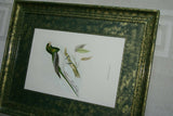 UNIQUE 28"X23" 1955 GOULD TROGON GIGAS BIRD FOLIO LITHOGRAPH FRAMED IN SIGNED ARTIST HAND PAINTED FRAME WITH 2 MATS ALSO HAND PAINTED TO ENHANCE THE ART GORGEOUS DFPN83C