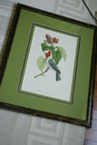 VERY RARE 1960 Rare Descourtilz Limited Edition Original Folio Lithograph Brazilian Bird Plate 31 Scarlet Flycatcher or Moucherolle Rubin