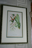 VERY RARE 1960 Rare Descourtilz Limited Edition Original Folio Lithograph Brazilian Bird Plate 49 Crimson Topaz Hummingbird or Colibri Topaze