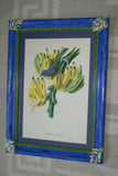 VERY RARE 1960 Rare Descourtilz Limited Edition Original Folio Lithograph Brazilian Bird Plate 25 Brazilian Turquoise Tanager (Tangara Diable-Enrhume)