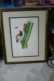 VERY RARE 1960 Pair Of Rare Descourtilz Limited Edition Original Folio Lithographs Brazilian Birds Plate 41 Crested Cardinal (Fringille Paroare) & Plate 25 Brazilian Turquoise Tanager (Tangara Diable-Enrhume)
