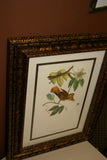 VERY RARE 1960 Rare Descourtilz Limited Edition Original Folio Lithograph Brazilian Bird Plate 27 Chesnut-Backed Tanager or Tangara Passe-Vert