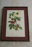 VERY RARE 1960 Rare Descourtilz Limited Edition Original Folio Lithograph Brazilian Bird Plate 59 Swainson's Royal Flycatcher or Platyrhynque Couronne