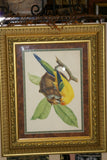 VERY RARE 1960 Rare Descourtilz Limited Edition Original Folio Lithograph Brazilian Bird Plate 19 Red Chatterer or Cotinga Ouette