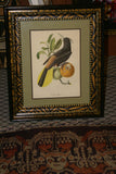 1960 VERY RARE Descourtilz Limited Edition Original Folio Lithograph Brazilian Bird Plate 35 Archbishop Tanager or Tachyphone Archeveque in Banana Tree