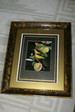 VERY RARE 1960 Rare Descourtilz Limited Edition Original Folio Lithograph Brazilian Bird Plate 59 Swainson's Royal Flycatcher or Platyrhynque Couronne