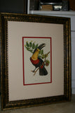 VERY RARE 1960 Rare Descourtilz Limited Edition Original Folio Lithograph Brazilian Bird Plate 1 Barraband Parrot Psittacule  or Caica-Barraband