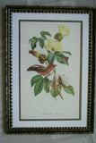 VERY RARE 1960 Rare Descourtilz Limited Edition Original Folio Lithograph Brazilian Bird Plate 27 Chesnut-Backed Tanager or Tangara Passe-Vert