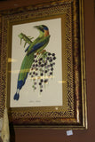 1960 VERY RARE Descourtilz Limited Edition Original Folio Lithograph Brazilian Bird Plate 35 Archbishop Tanager or Tachyphone Archeveque in Banana Tree
