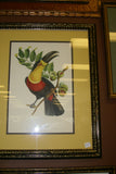 VERY RARE 1960 Rare Descourtilz Limited Edition Original Folio Lithograph Brazilian Bird Plate 2 Golden Paroquet or Perruche Guiaruba or Plate 3 Red-Eared Paroquet or Perruche a Gorge Variee