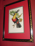 VERY RARE 1960 Rare Descourtilz Limited Edition Original Folio Lithograph Brazilian Bird Plate 5 Ariel Toucan or Toucan Ariel