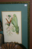VERY RARE 1960 Rare Descourtilz Limited Edition Original Folio Lithograph Brazilian Bird Plate 21 Boat-Billed Flycatcher or Tyran Bem-Te-Veo