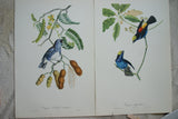 VERY RARE 1960 Rare Descourtilz Limited Edition Original Folio Lithograph Brazilian Bird Plate 25 Brazilian Turquoise Tanager (Tangara Diable-Enrhume)